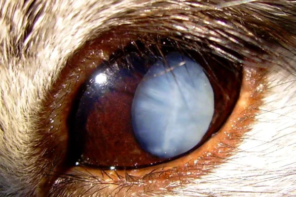 Cataratta criceto Patologie oculari - Cataratta criceto