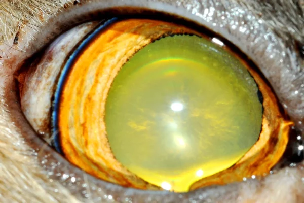 Cataratta focale gatto Patologie oculari - Cataratta focale gatto