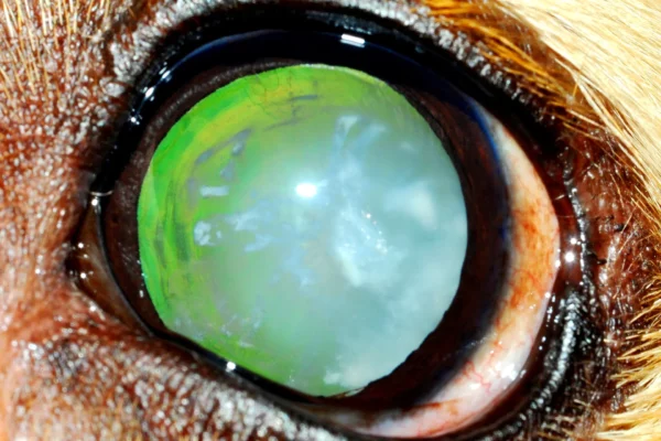 Cataratta immatura cane Patologie oculari - Cataratta immatura cane
