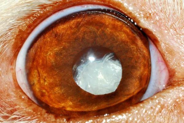 Cataratta ipermatura cane Patologie oculari - Cataratta ipermatura cane