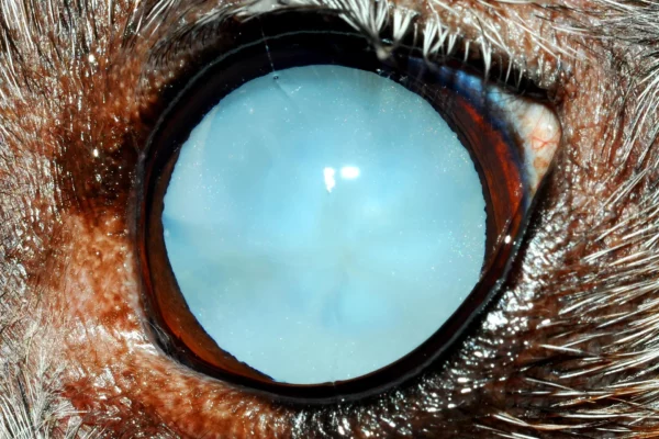 Cataratta matura cane Patologie oculari - Cataratta matura cane