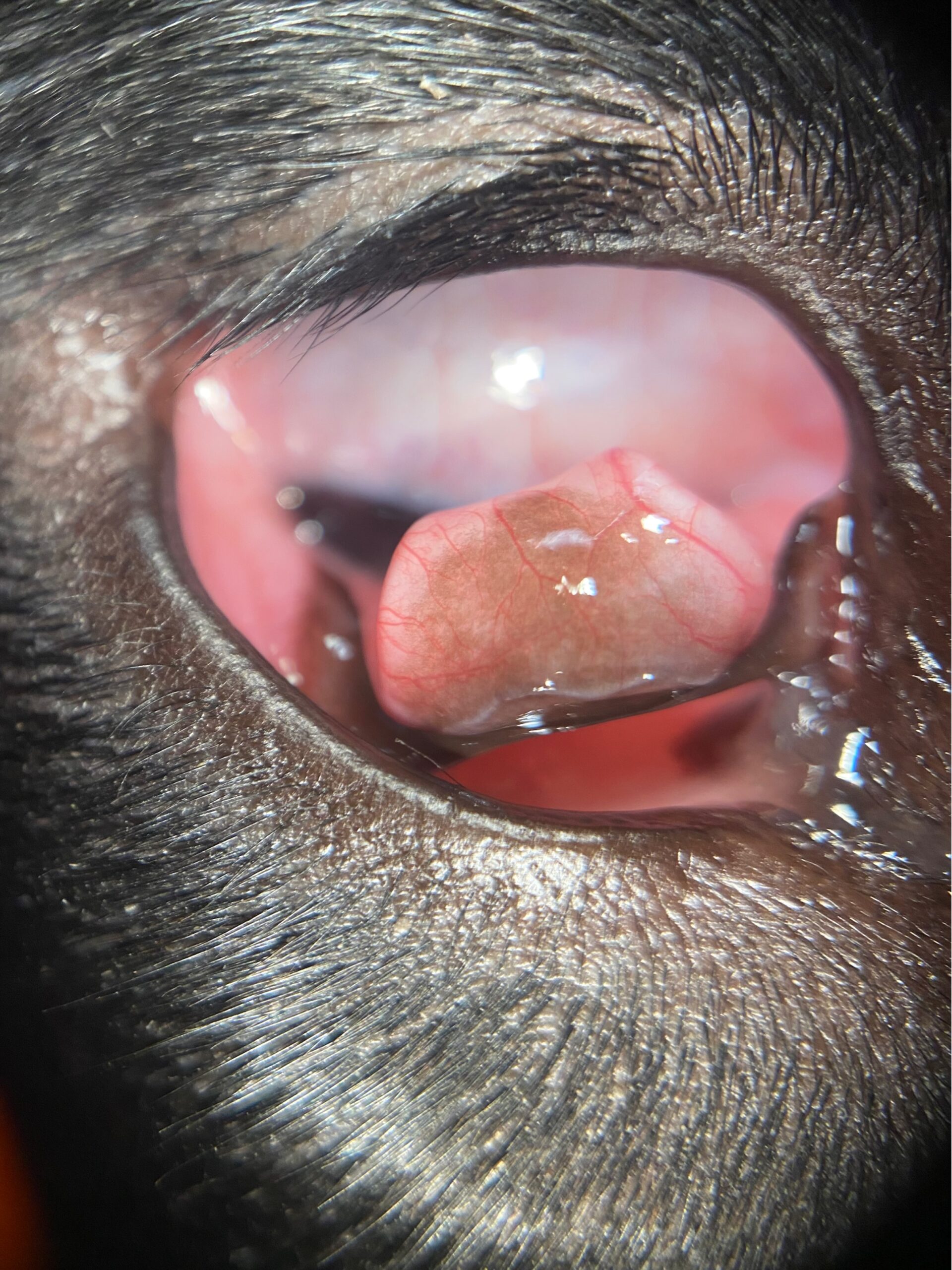 Eversione cartilagine nittitante