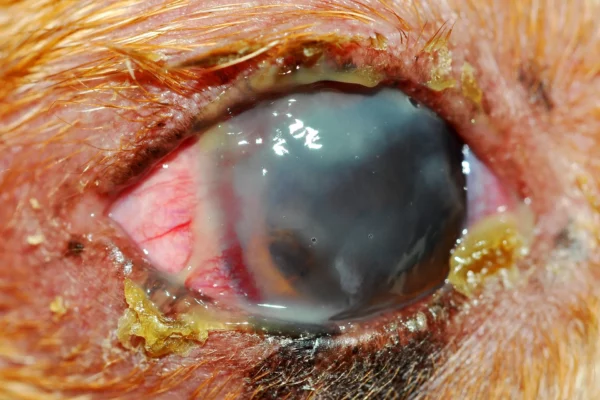 Cheratocongiuntivite secca Bretone Patologie oculari - Cheratocongiuntivite secca Bretone