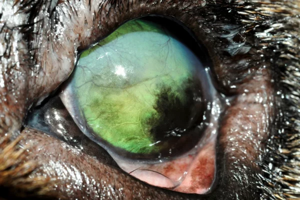 Cheratocongiuntivite secca Bulldog inglese Patologie oculari - Cheratocongiuntivite secca Bulldog inglese