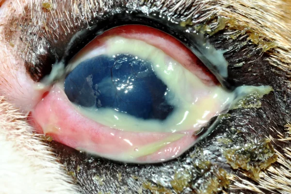 Cheratocongiuntivite secca in forma avanzata Patologie oculari - Cheratocongiuntivite secca in forma avanzata