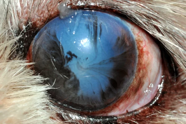 Cheratocongiuntivite secca Shin Tzu Patologie oculari - Cheratocongiuntivite secca Shin Tzu