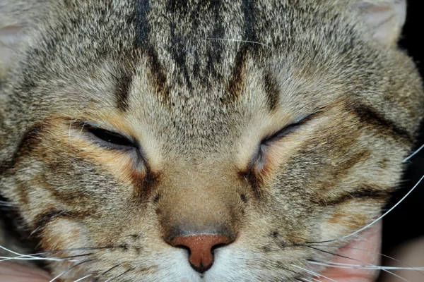 Entropion bilaterale gatto Patologie oculari: Entropion bilaterale gatto