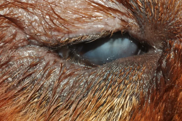 Entropion Chow chow Patologie oculari: Entropion Chow chow