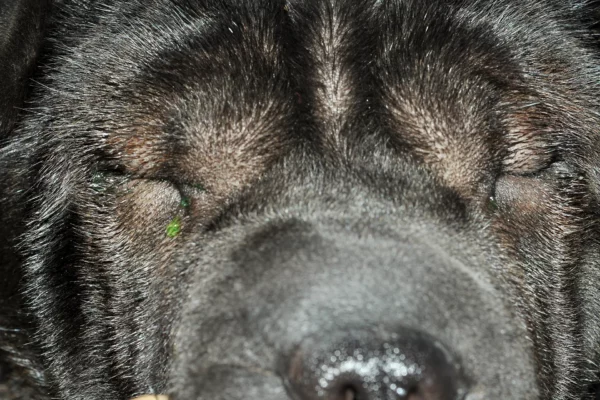 Entropion Shar pei Patologie oculari: Entropion Shar pei