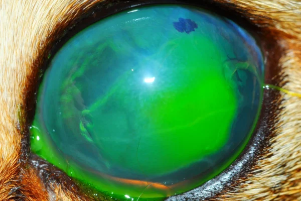 Glaucoma associato ad ulcera corneale Patologie oculari - Glaucoma associato ad ulcera corneale
