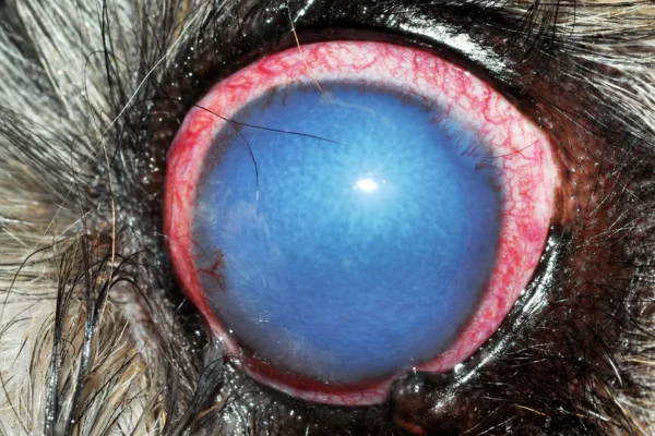 Glaucoma primario in uno ShihTzu Patologie oculari - Glaucoma primario in uno ShihTzu