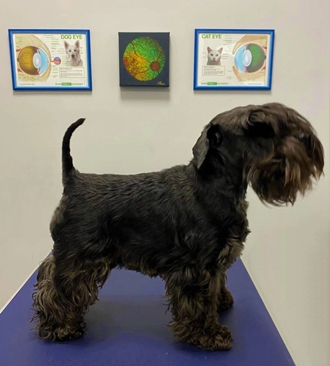 Schnauzer Schnauzer