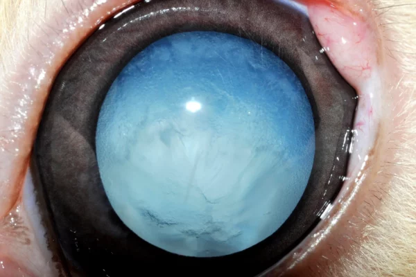 Cataratta congenita coniglio Patologie oculari - Cataratta congenita coniglio